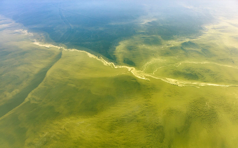 Algae stains the ocean greenish-yellow, swirling in the currents.