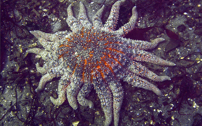 A spiny, starfish-like creature with many limbs relaxes on the ocean floor.