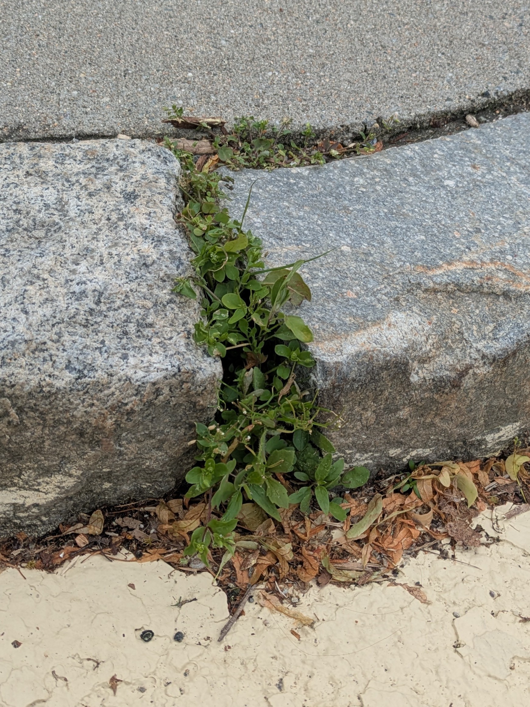 A close up of two abutting granite curbs. A wedge of space between them has been colonized by tiny plants.