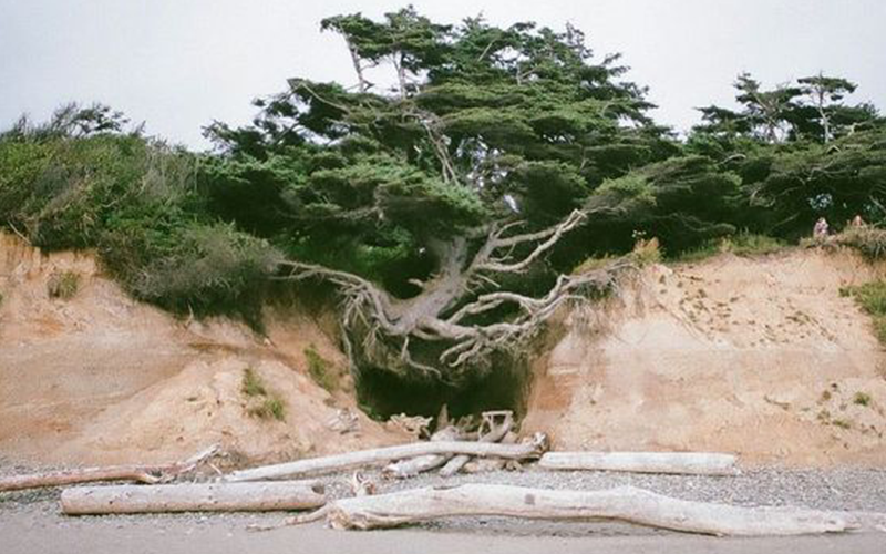 A gnarled tree clings to the eroding shoreline.