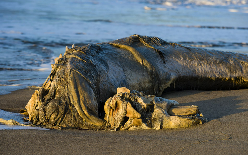 The rotting, unrecognizable corpse of a massive sea creature lies on a beach.
