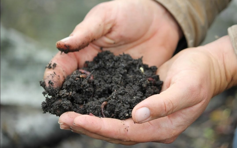 Worms wriggle through dark, rich soil held in cupped hands.