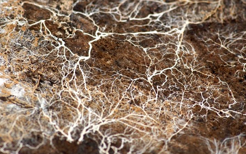 Delicate, root-like hyphae stretch through the soil.