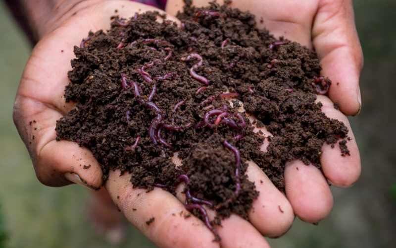 Red earthworms squirm through a handful of dark earth.