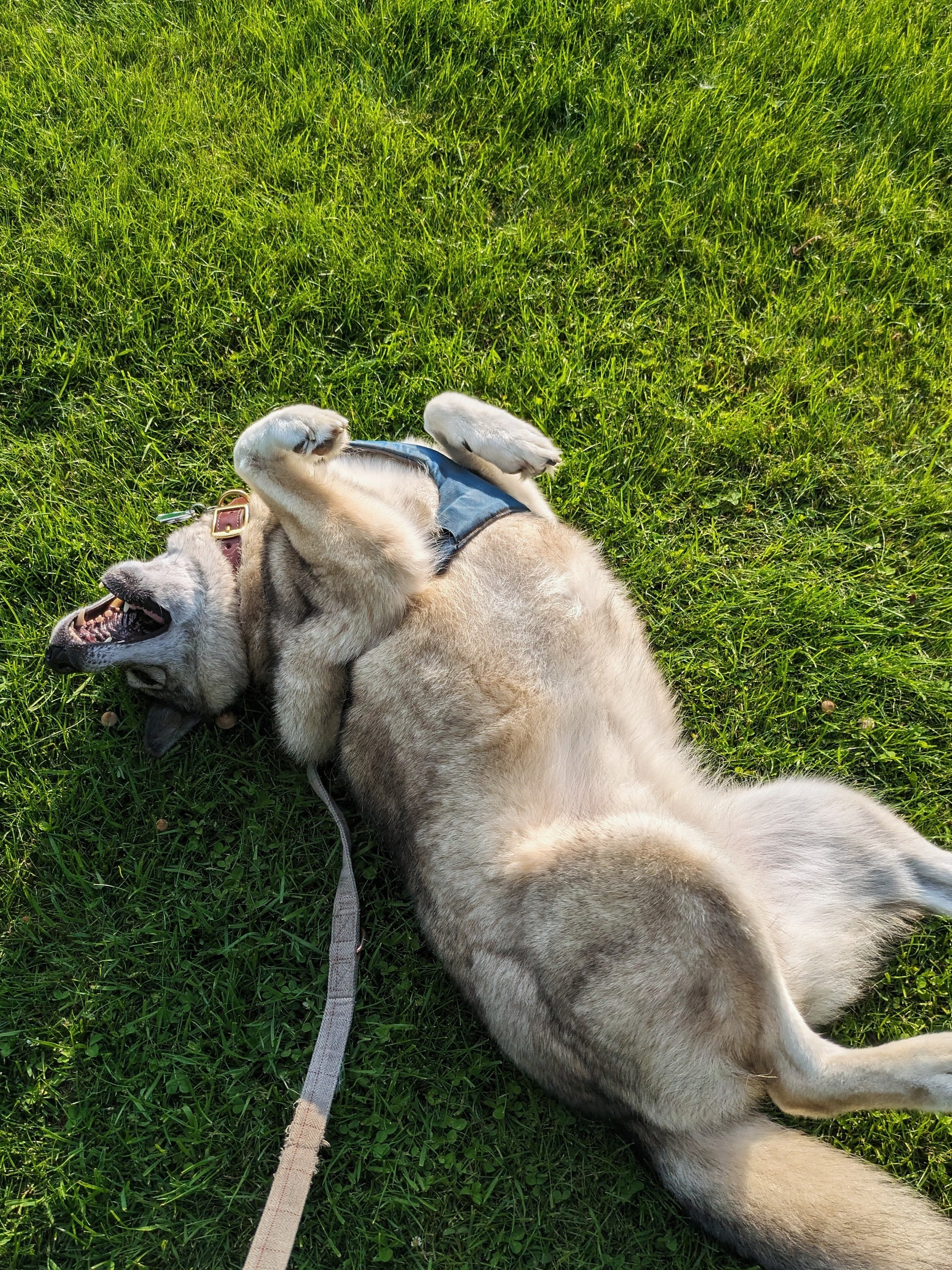 Kyrie, a wolfy-looking mutt, wriggles on her back in the grass. Her mouth is open in a big doggy smile.